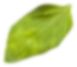 leaf-1