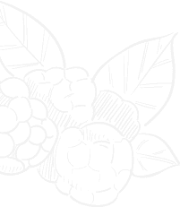 Minimalist white line art sketch of fresh raspberries and leaves
