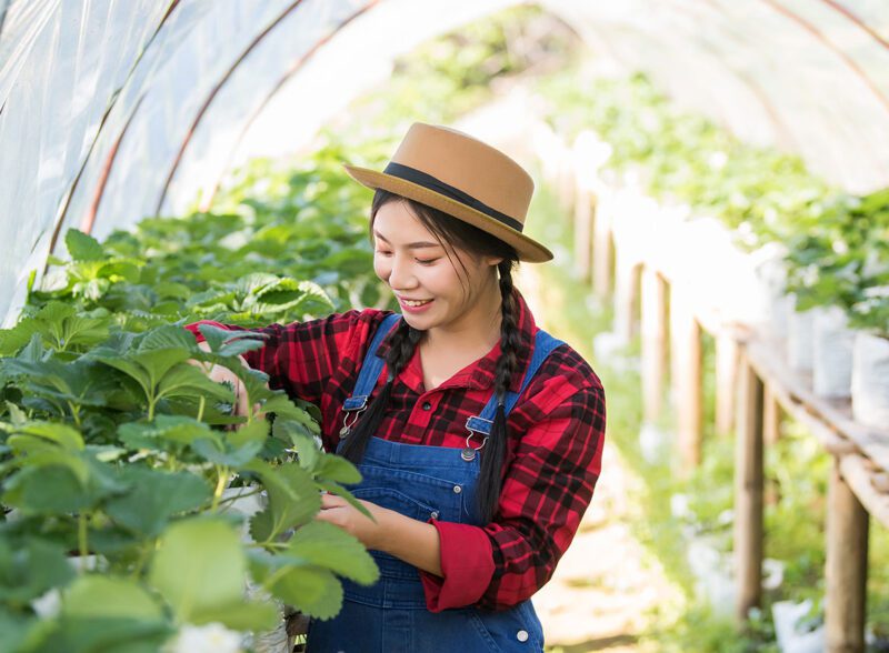 Organic strawberry cultivation in a polyhouse greenhouse with a female farmer checking plant health.