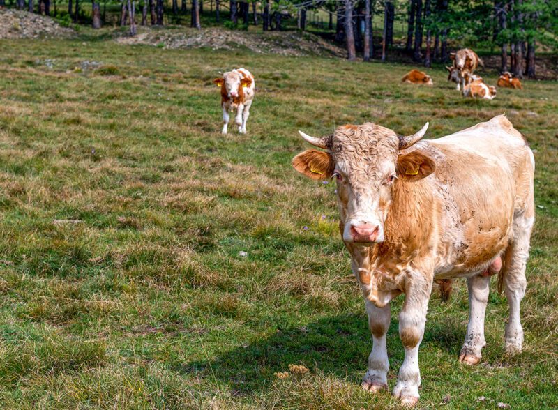 Free-range cattle grazing in a high-altitude mountain pasture with forest background.