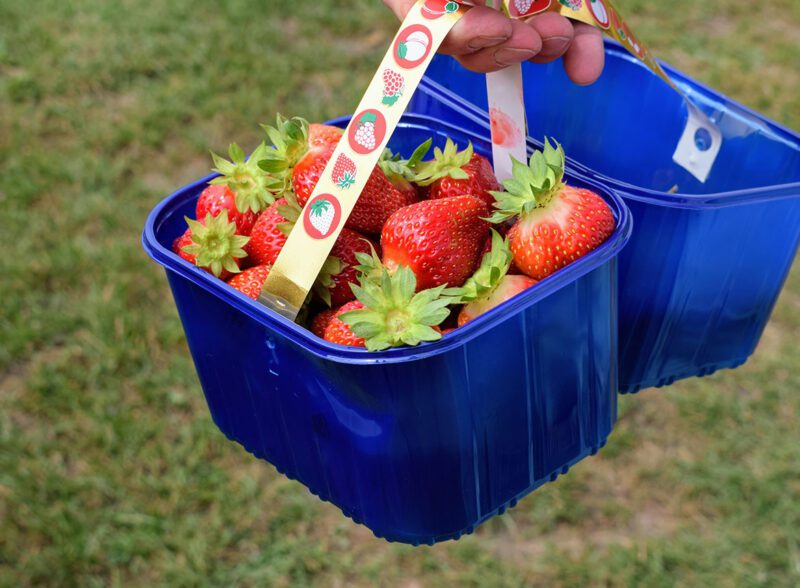 Freshly picked garden strawberries in a blue harvest punnet basket with a decorative handle.