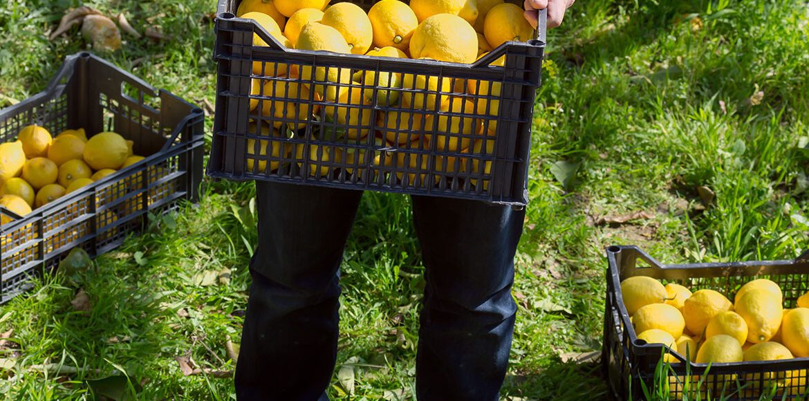 Farmer holding a black plastic crate filled with freshly harvested yellow lemons in an orchard.