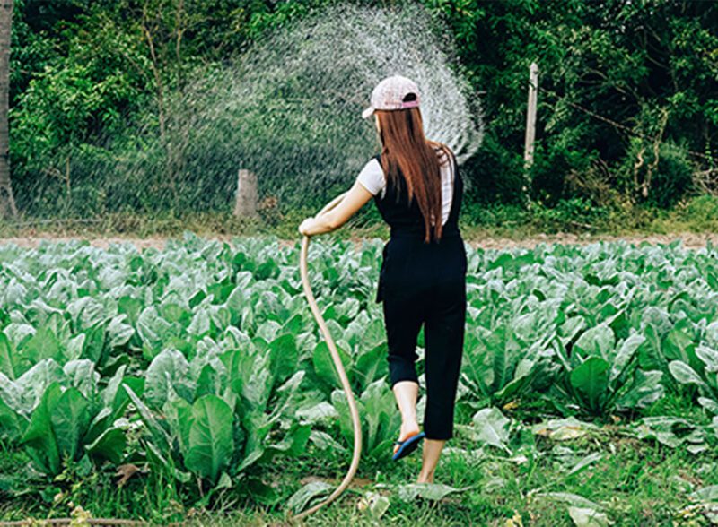 A young woman watering rows of leafy green vegetables with a garden hose on a sunny farm.