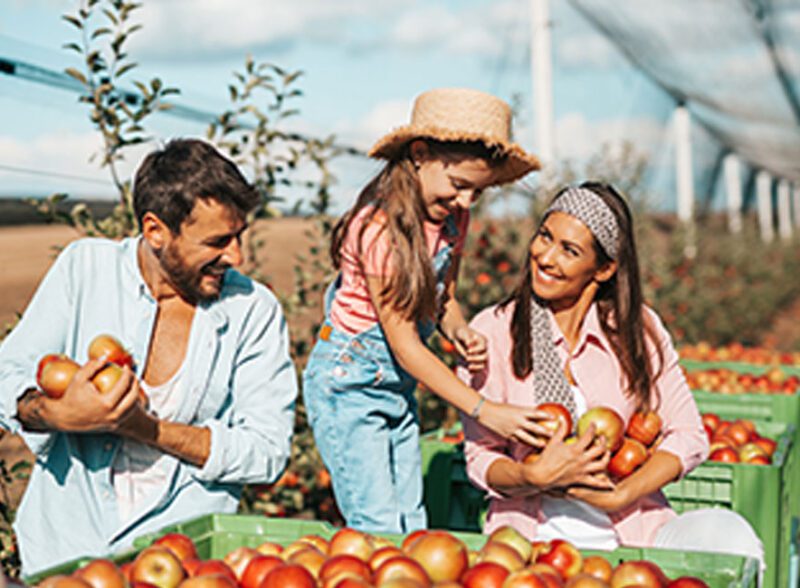 A happy family of three harvesting fresh red apples into green crates at a sunny outdoor orchard.