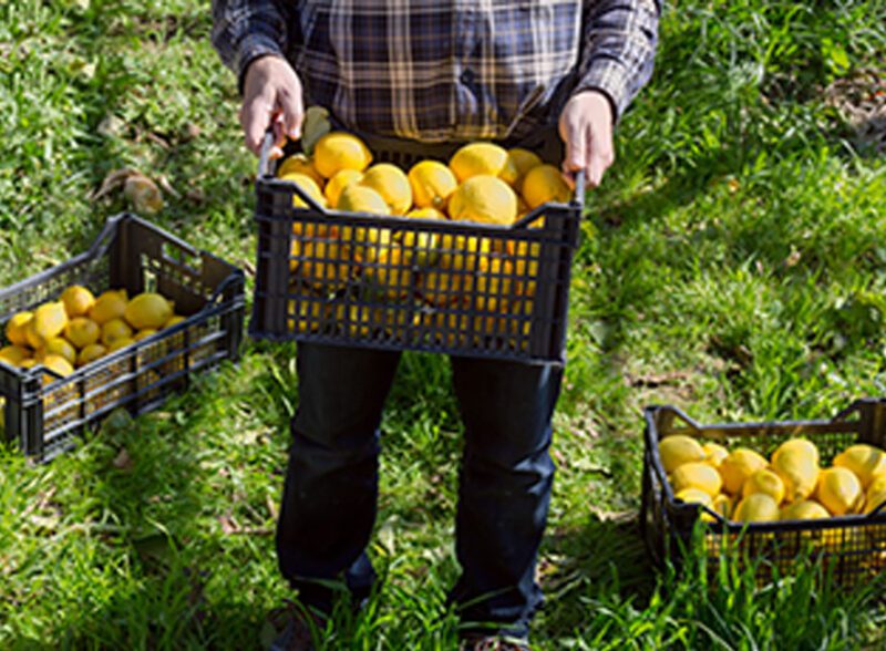 A farmer holding a black crate filled with fresh yellow lemons in a sunny citrus grove.
