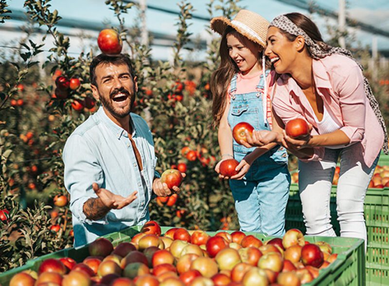 A happy family laughing while picking red apples in a sunny orchard, with a man playfully tossing an apple.