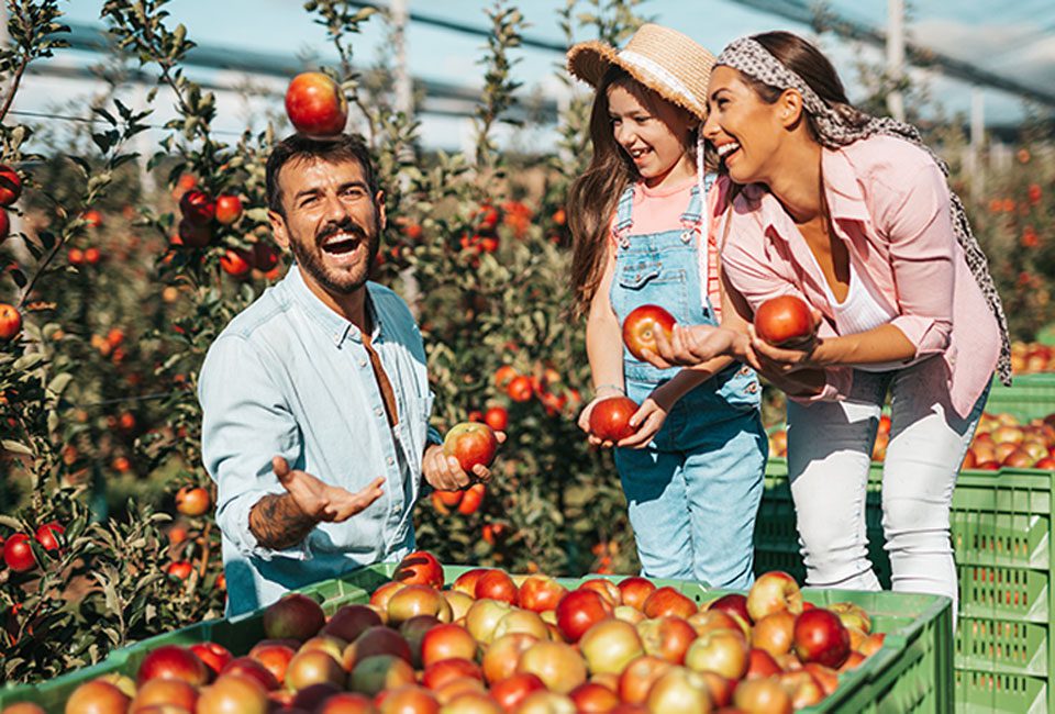 A happy family laughing while picking red apples in a sunny orchard, with a man playfully tossing an apple.