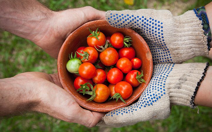 Two people sharing a rustic terracotta bowl filled with freshly harvested cherry tomatoes.