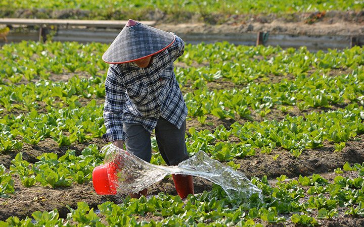 Farmer in a traditional conical hat and plaid shirt watering a field of leafy green vegetables with a red scoop.
